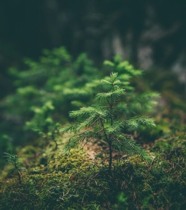 matthew-smith-Rfflri94rs8-unsplash